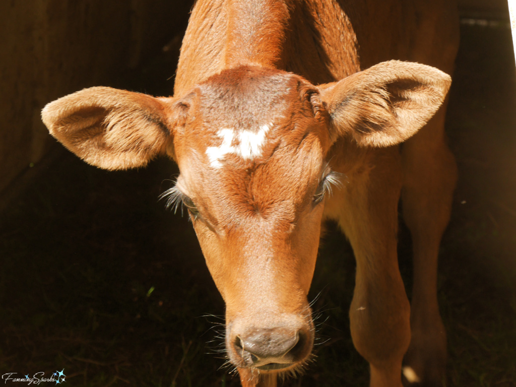 2-Week-Old Calf Face On at Rock House Farm   @FanningSparks