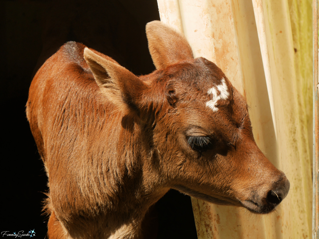 2-Week-Old Calf Looking Right at Rock House Farm   @FanningSparks