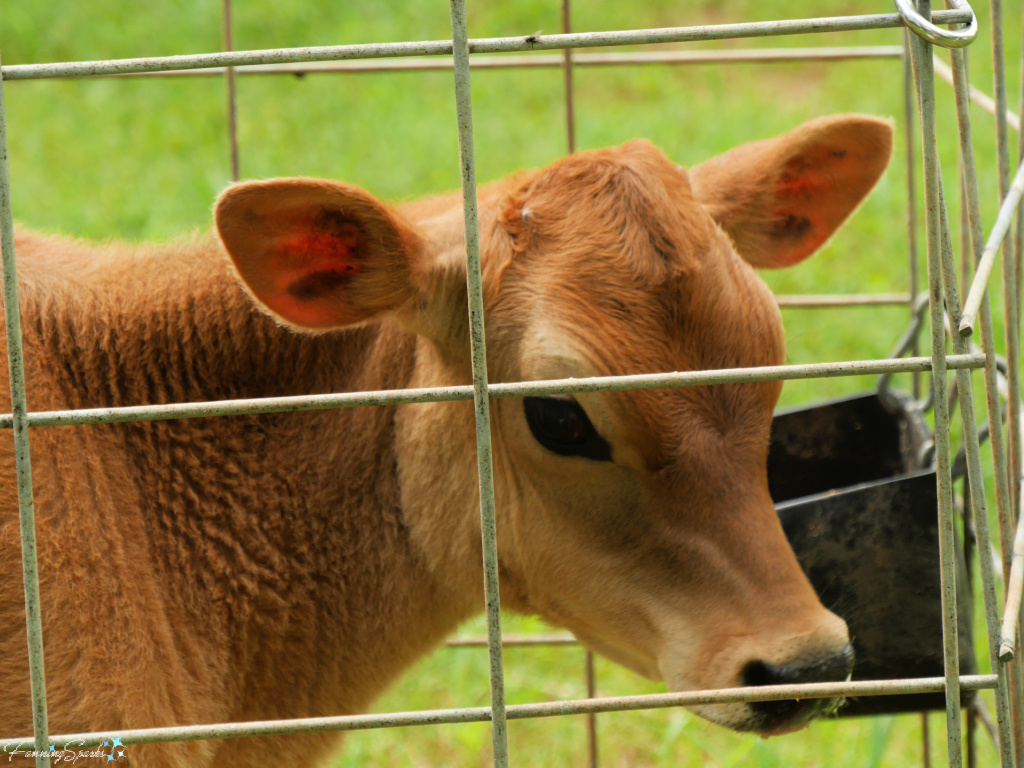 2-Week-Old Calf Looking Right in Pen at Rock House Farm   @FanningSparks