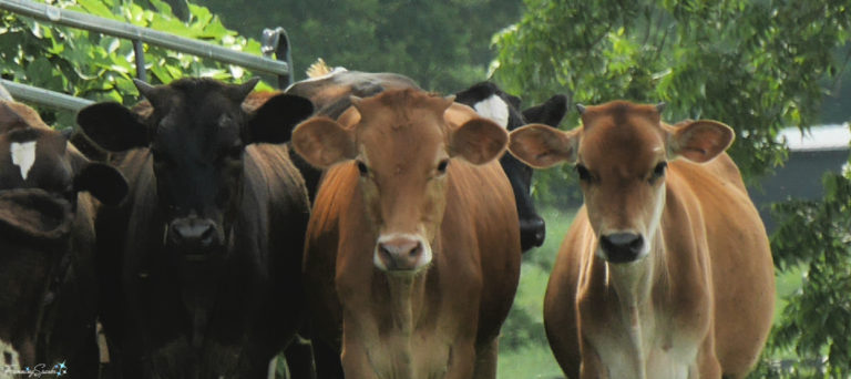 3 Heifers at Rock House Farm & Creamery @FanningSparks