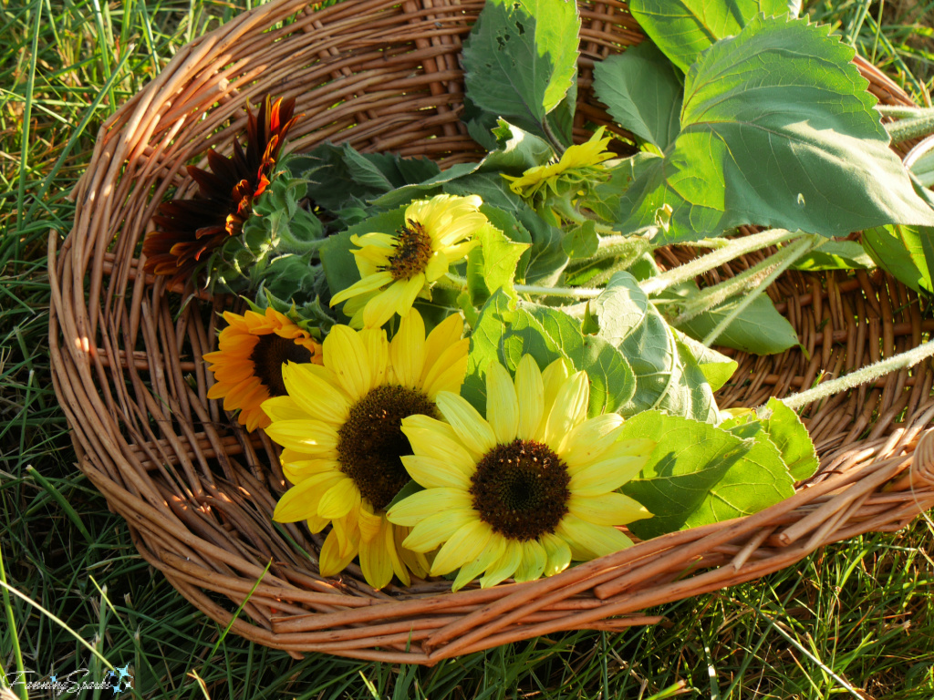 Basket of Cut Sunflowers at Big Hart Farm   @FanningSparks