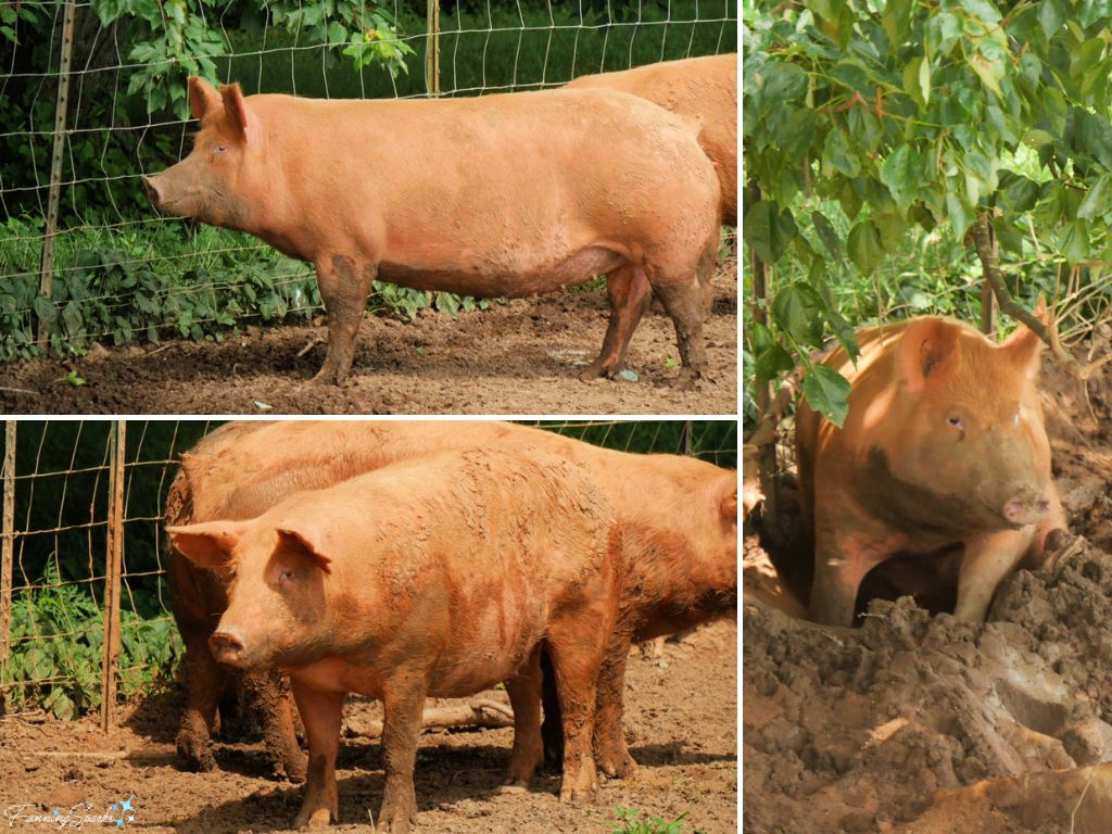 Berkshire Hogs at Rock House Farm   @FanningSparks