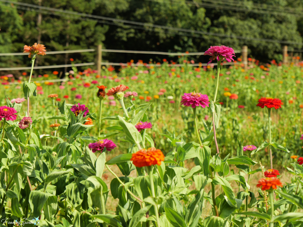 Blooming Zinnias with Fence on Big Hart Farm   @FanningSparks