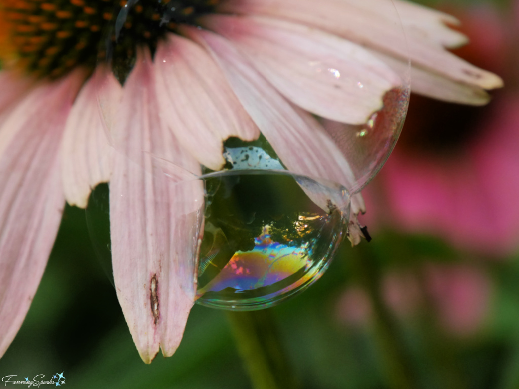 Bubbles on Purple Coneflower Petals   @FanningSparks