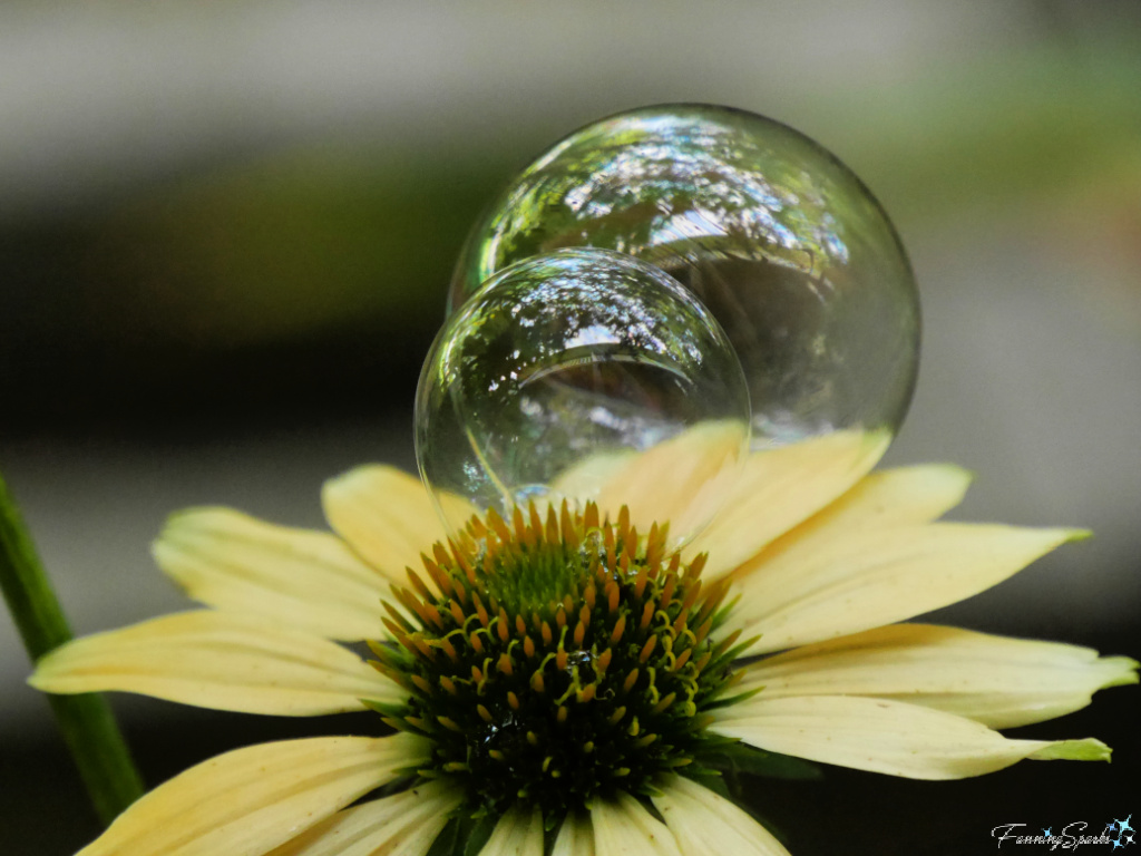 Bubbles on Yellow Coneflower   @FanningSparks