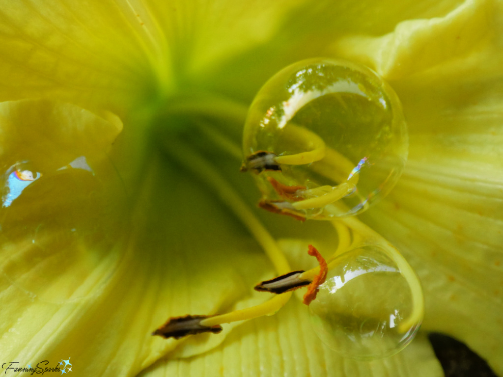 Bubbles on Yellow Daylily Stamen @FanningSparks