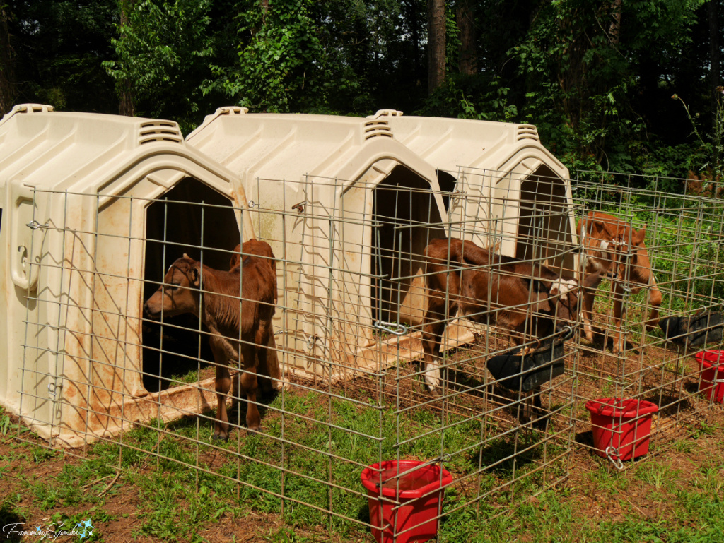 Calves and Calf Hutches at Rock House Farm   @FanningSparks