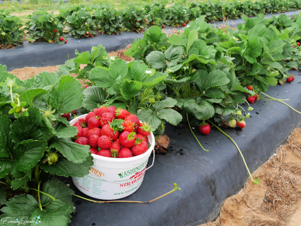 Full Bucket of Strawberries at Washington Farms   @FanningSparks
