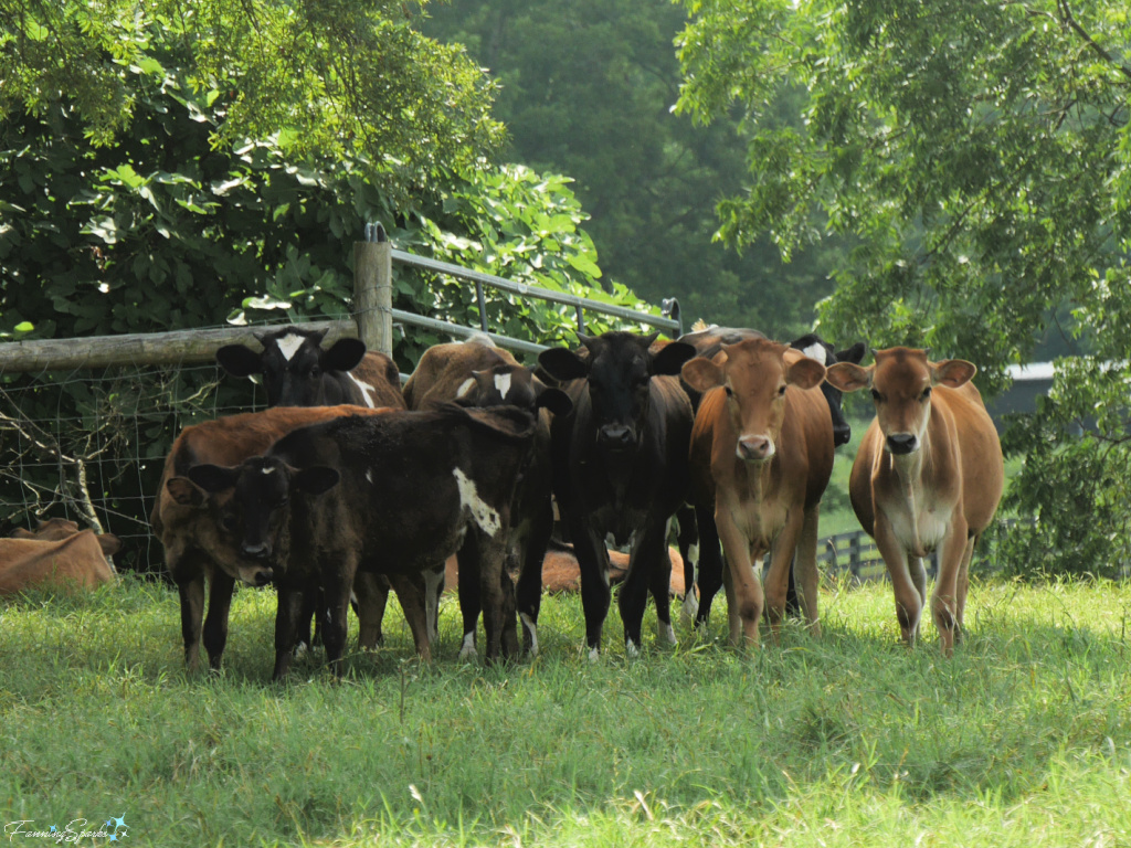 Herd of Heifers at Rock House Farm 1   @FanningSparks