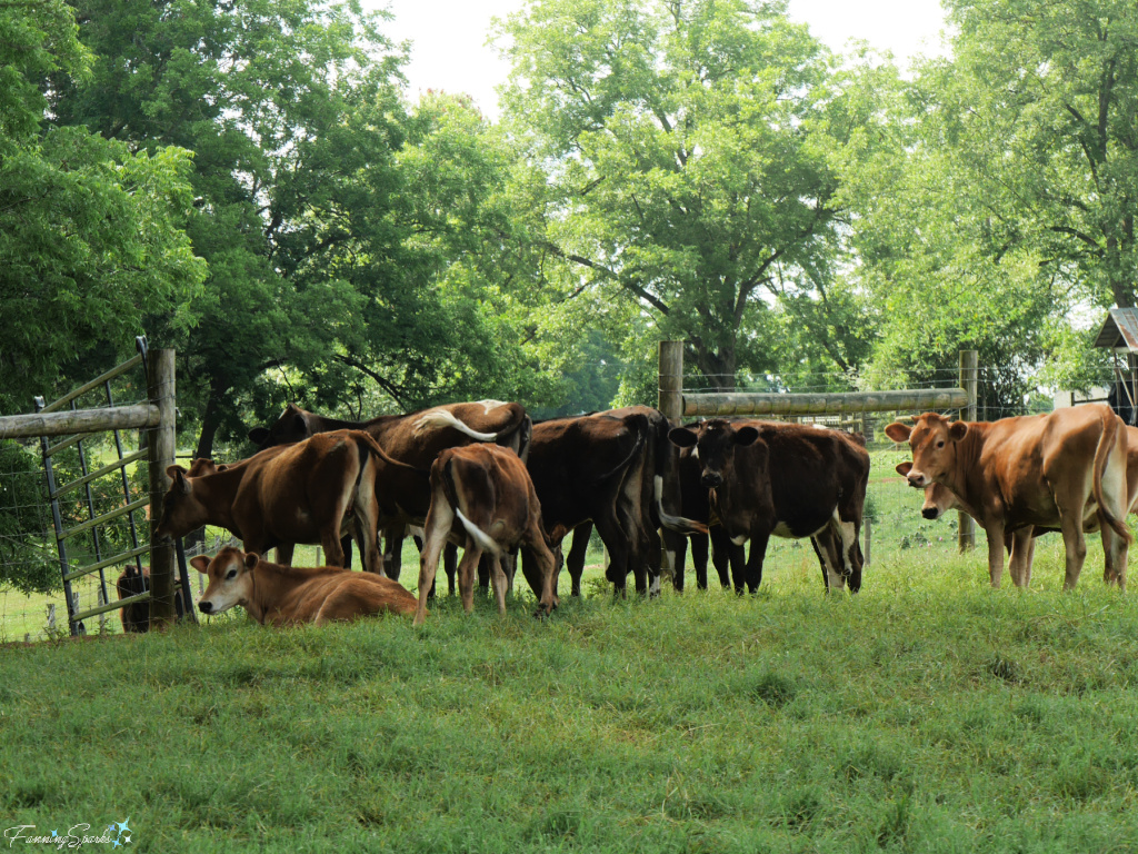 Herd of Heifers at Rock House Farm 2   @FanningSparks 