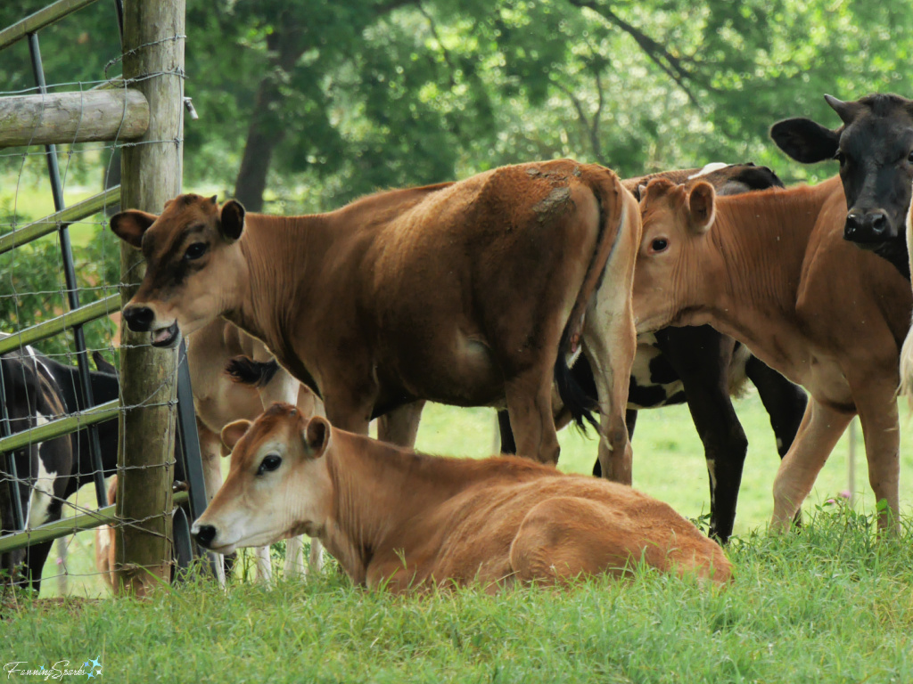 Herd of Heifers at Rock House Farm 3   @FanningSparks