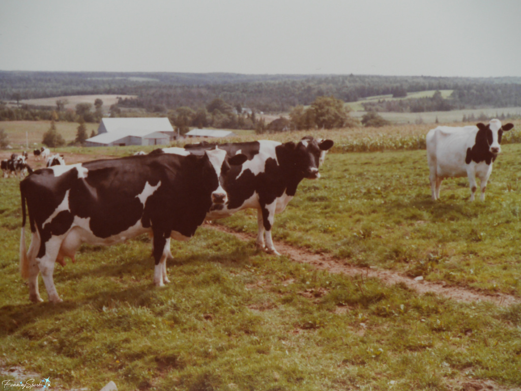 Holstein Milking Cows Outside Barn on Verboom Farm in Nova Scotia 1970s   @FanningSparks