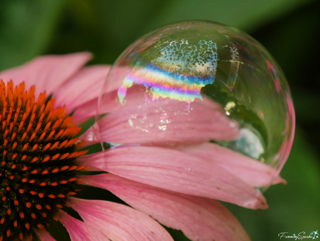 Iridescent Bubble on Purple Coneflower     @FanningSparks