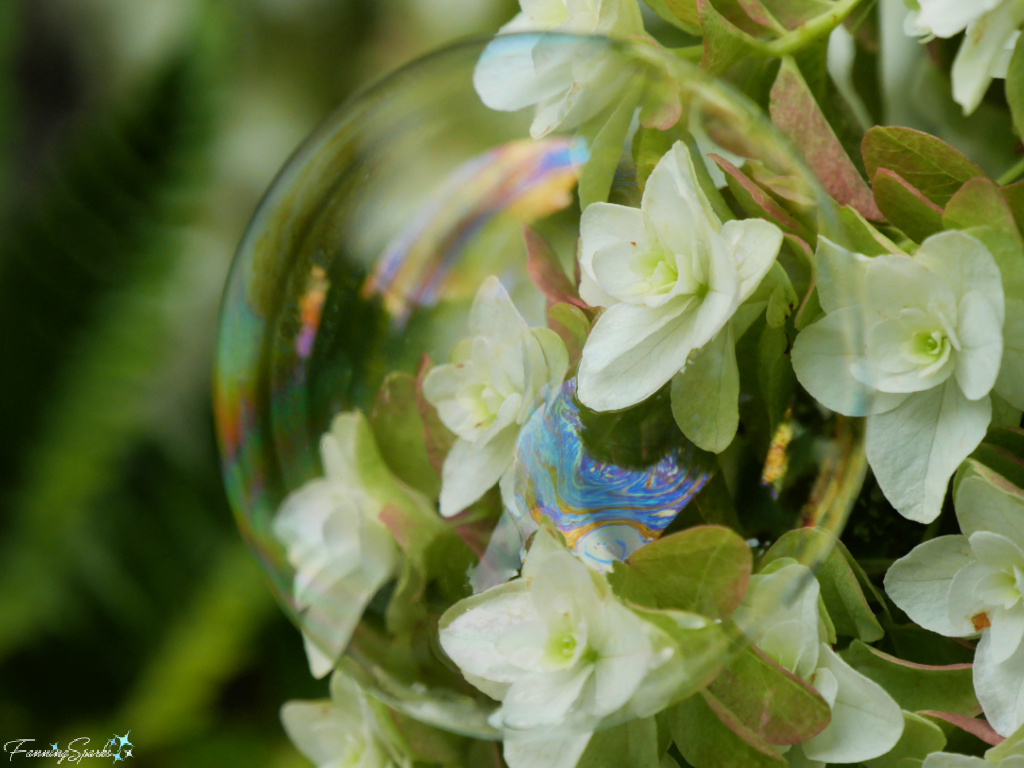 Iridescent Bubble on White Hydrangea   @FanningSparks