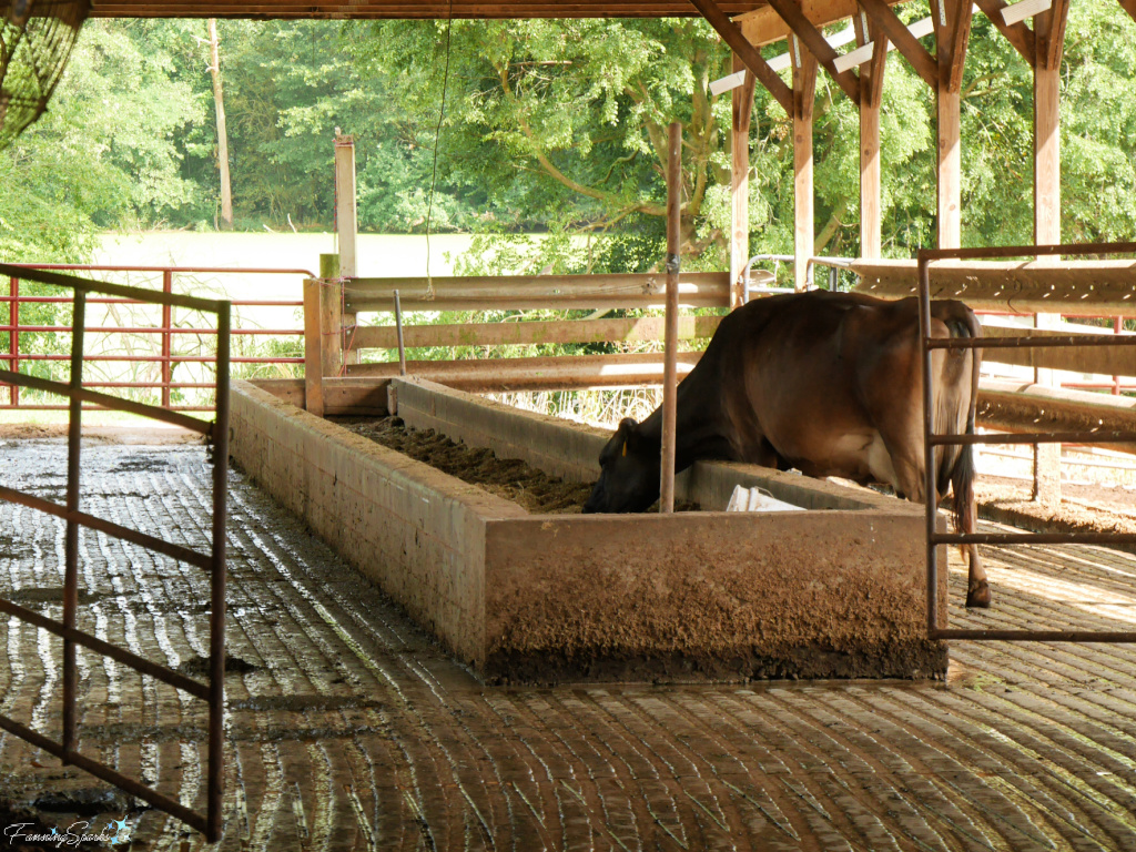 Milking Cow Eating at Rock House Farm & Creamery   @FanningSparks