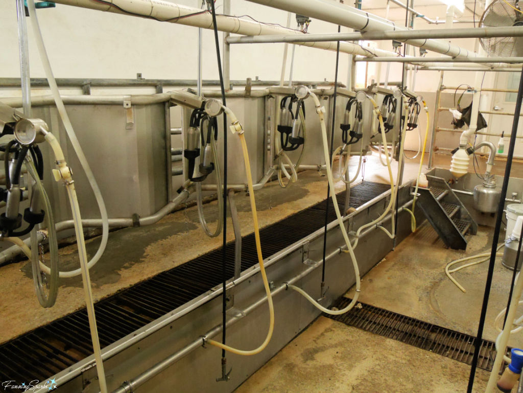 Milking Parlor at Rock House Farm & Creamery   @FanningSparks