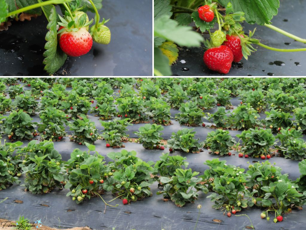 Ripe Strawberries at Washington Farms   @FanningSparks