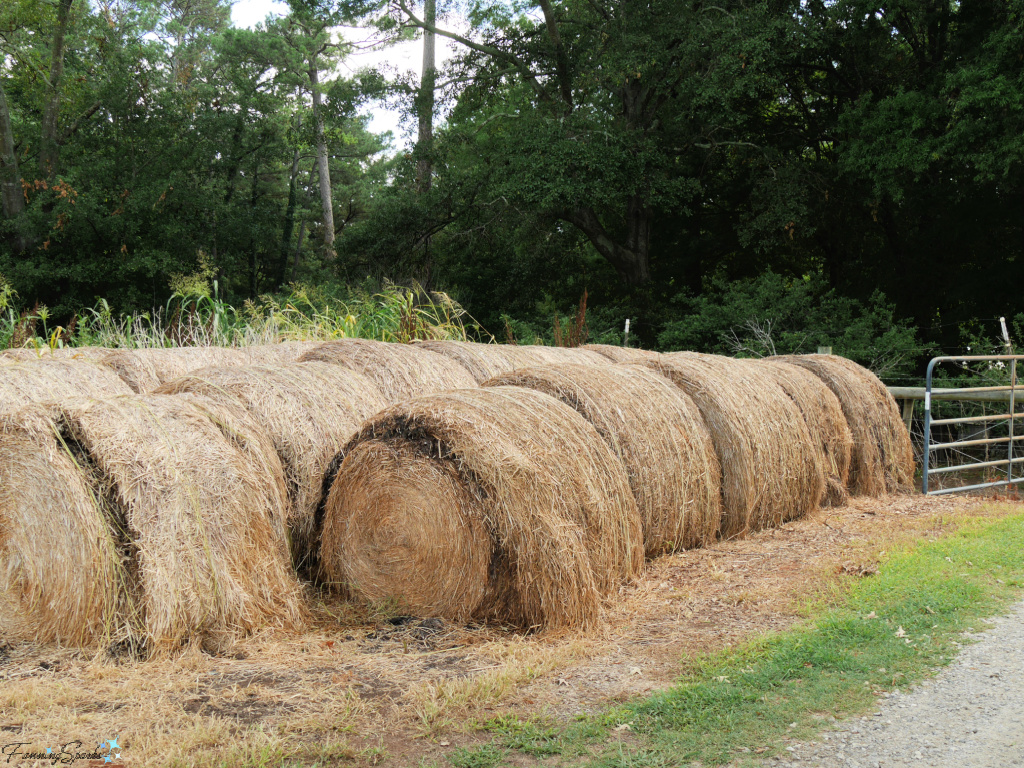 Round Hay Bales at Rock House Farm   @FanningSparks