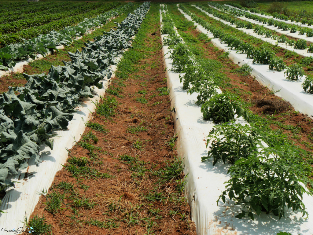 Rows of Cabbage and Tomatoes at Rock House Farm’s Gardens   @FanningSparks