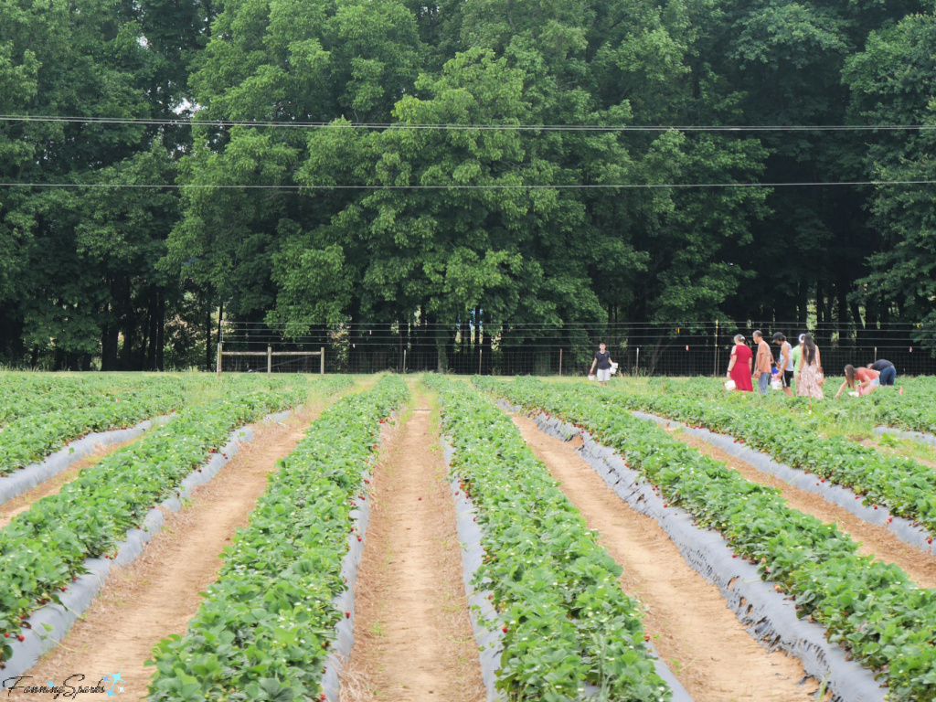 Rows of Strawberries and Pickers at Washington Farms   @FanningSparks