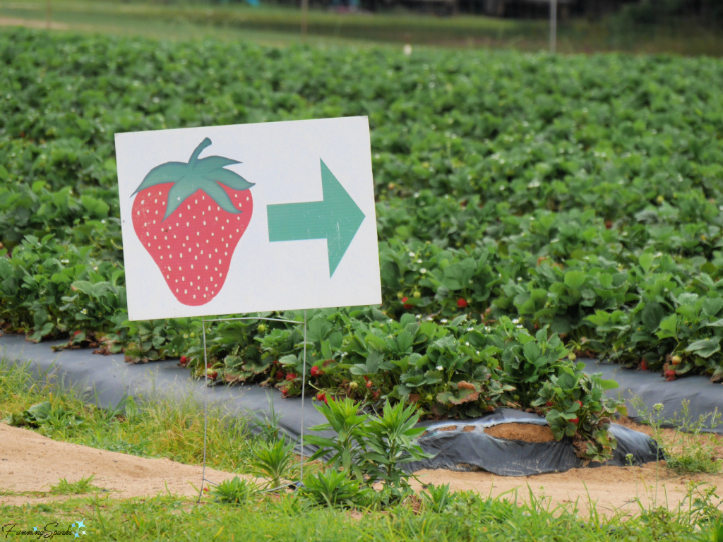 Strawberry Directional Sign at Washington Farms   @FanningSparks
