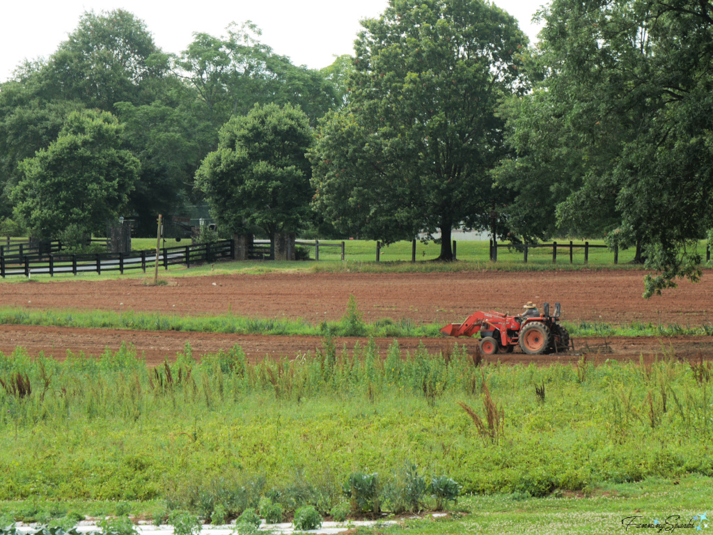 Tractor in Rock House Farm’s Gardens   @FanningSparks