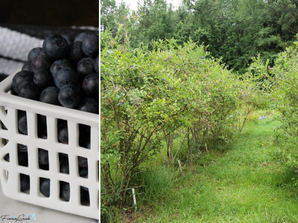 U-Pick Blueberries at Doe Creek Farm   @FanningSparks