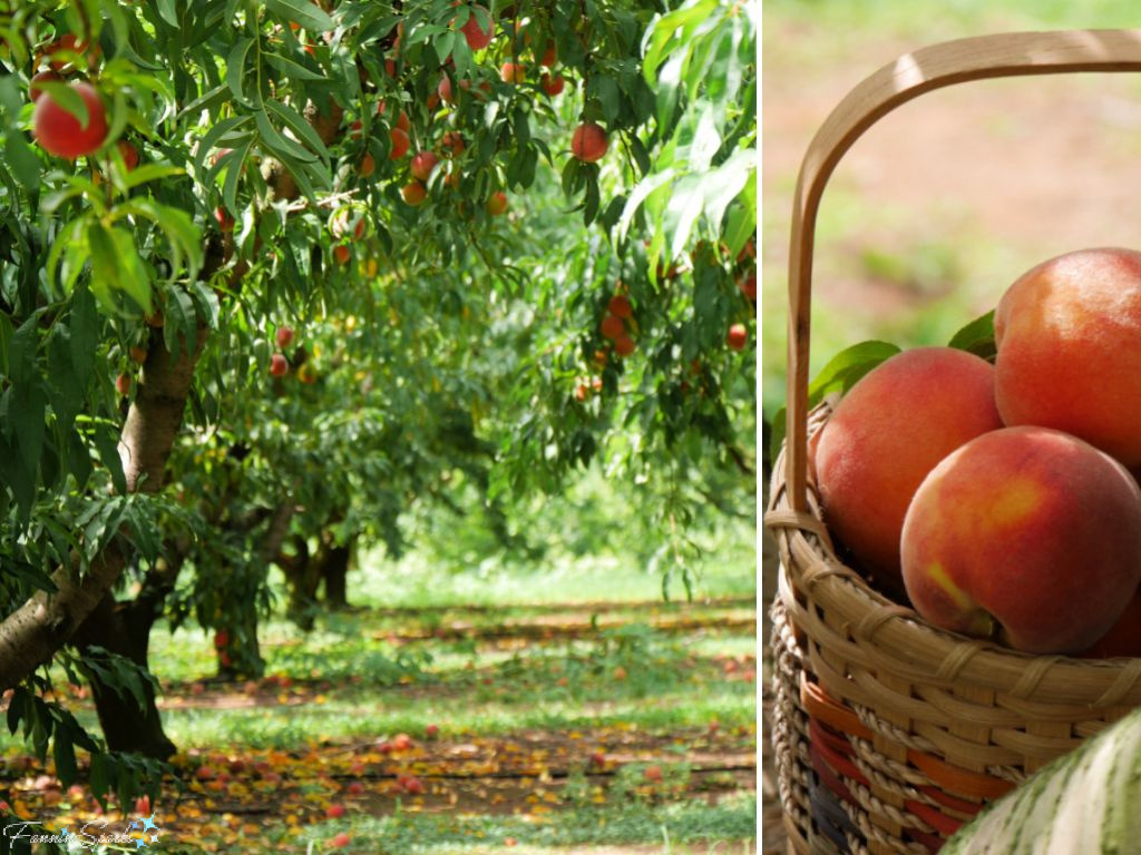 U-Pick Peaches at Southern Belle Farm   @FanningSparks