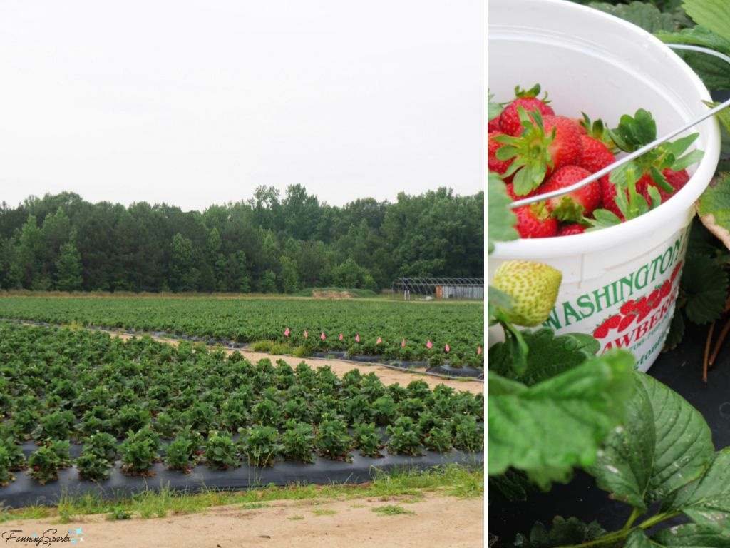 U-Pick Strawberries at Washington Farms   @FanningSparks