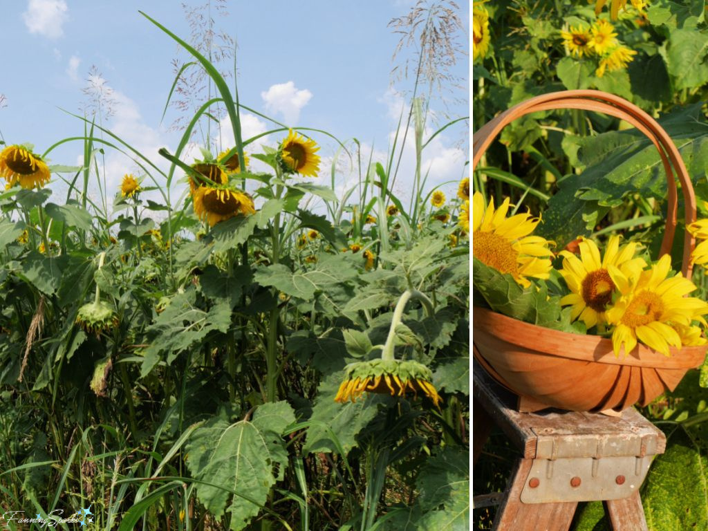 U-Pick Sunflowers at Farmview Market   @FanningSparks