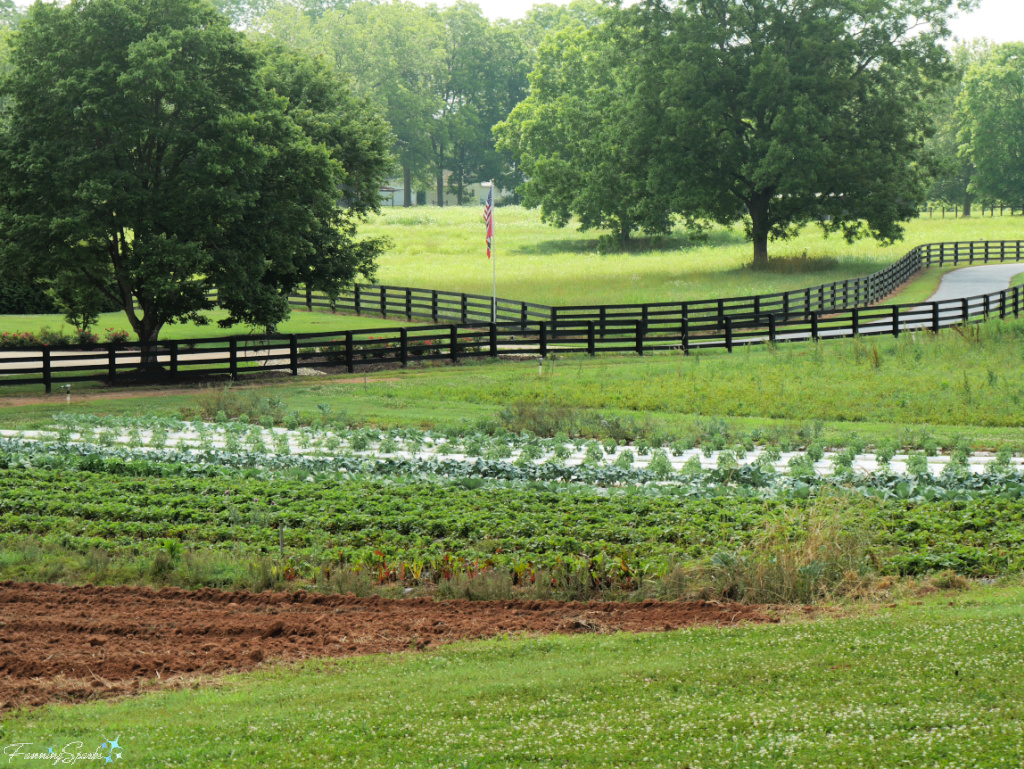 View of Rock House Farm’s Gardens   @FanningSparks