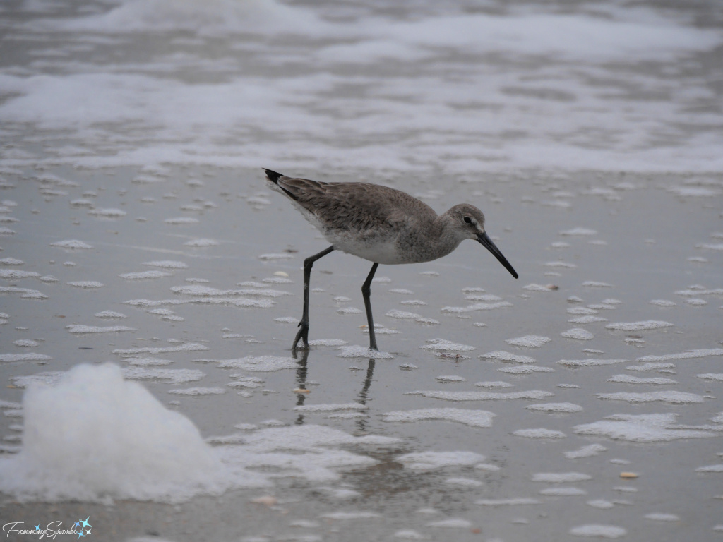 Willet in Surf at Carolina Beach in North Carolina   @FanningSparks