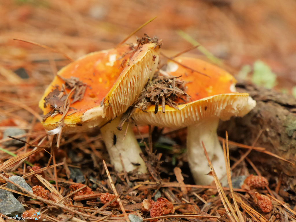 Brittlegills Mushrooms in Oakfield Park Nova Scotia   @FanningSparks