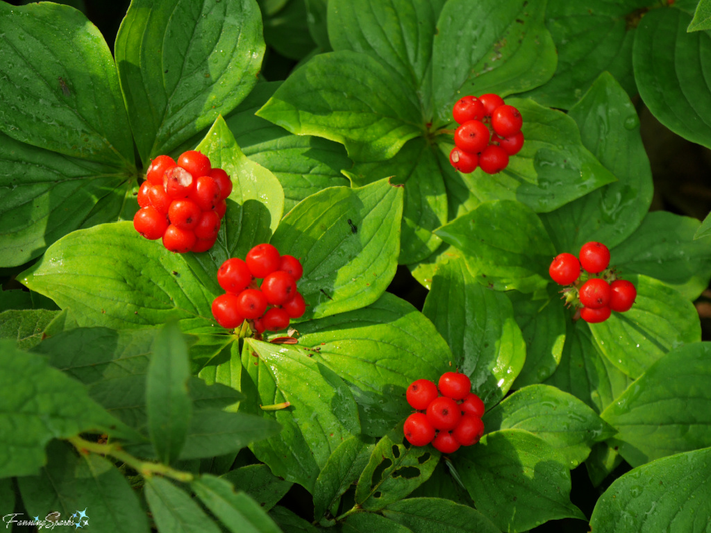 Canadian Bunchberry in Oakfield Park Nova Scotia   @FanningSparks