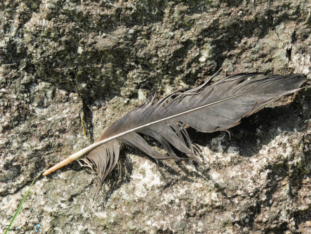 Crow Feather in Oakfield Park Nova Scotia   @FanningSparks