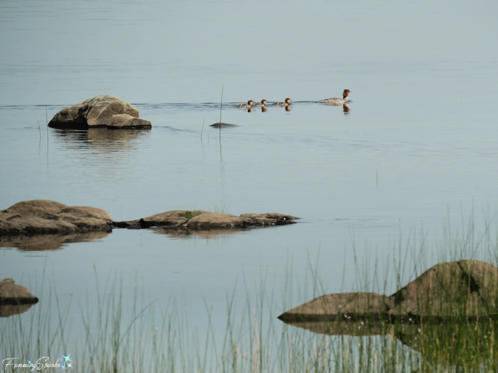 Duck Family at Oakfield Park Nova Scotia   @FanningSparks