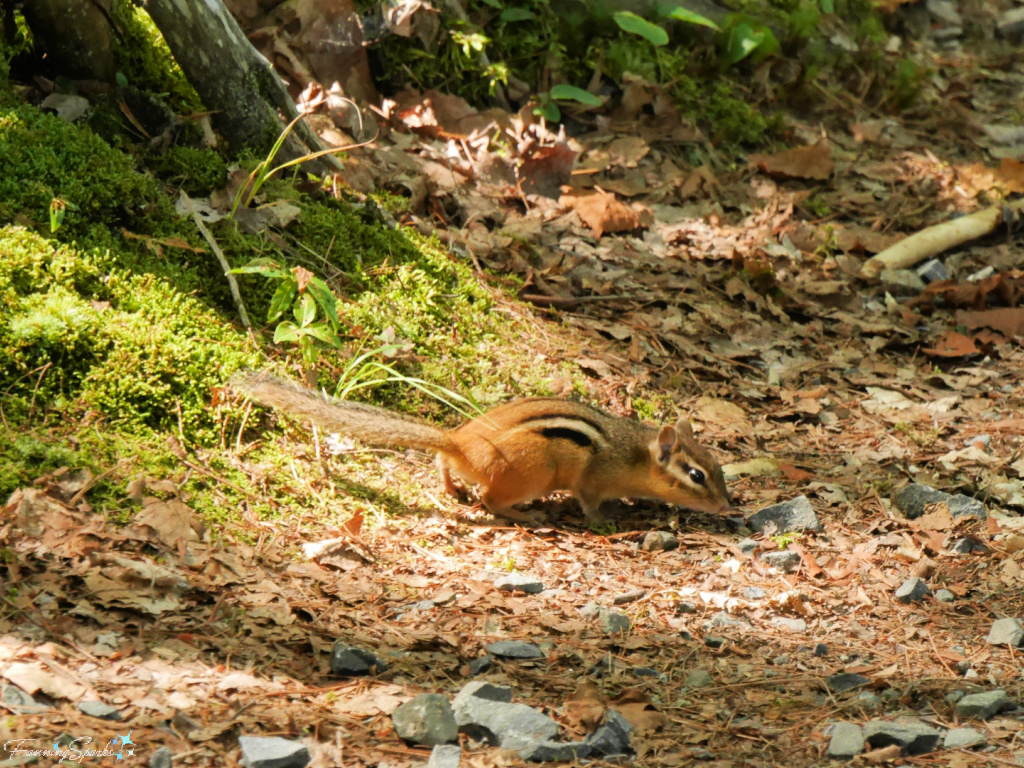 Eastern Chipmunk in Oakfield Park Nova Scotia   @FanningSparks