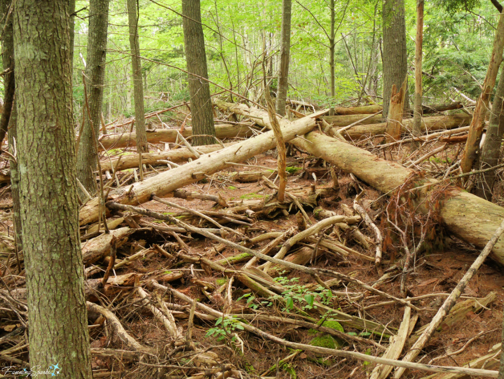 Fallen Trees in Oakfield Park Nova Scotia   @FanningSparks