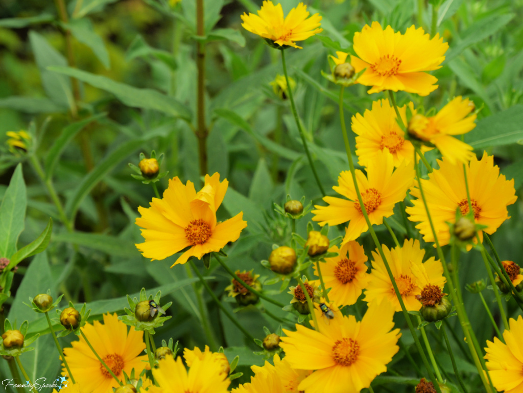 False Sunflowers (Heliopsis helianthoides) in Bloom   @FanningSparks