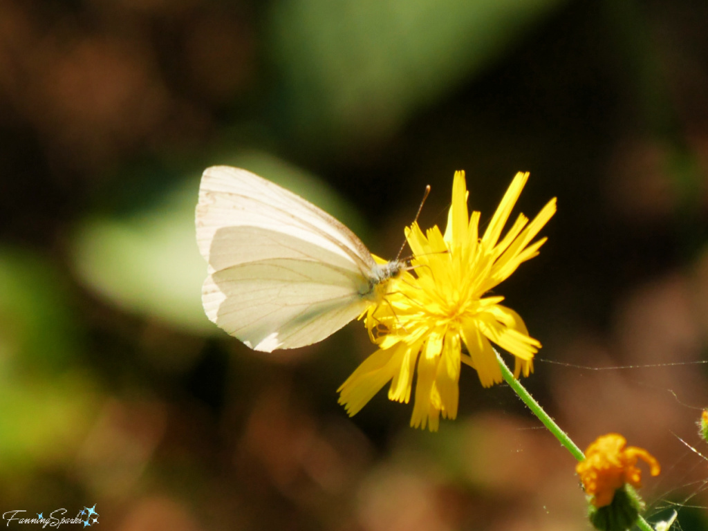 Garden White Butterfly on Hawkweed in Oakfield Park Nova Scotia   @FanningSparks