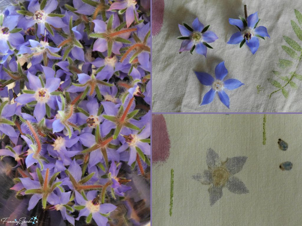 Hammering Borage onto Cotton Fabric   @FanningSparks