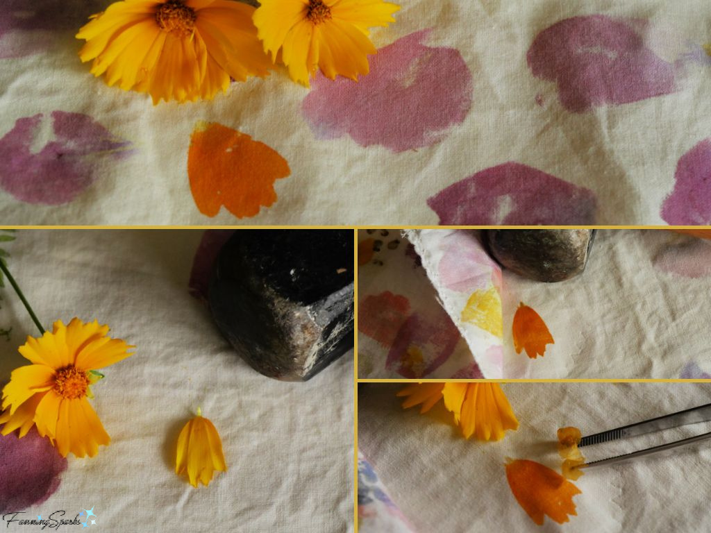 Hammering False Sunflower onto Cotton Fabric   @FanningSparks