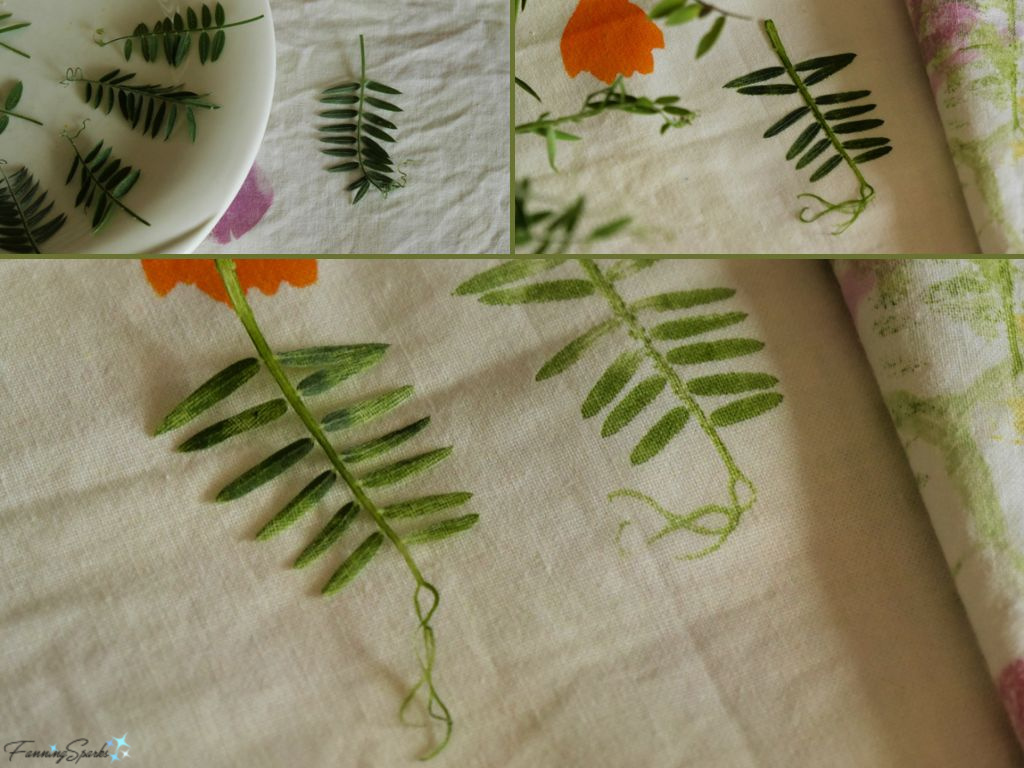 Hammering Tufted Vetch onto Cotton Fabric   @FanningSparks