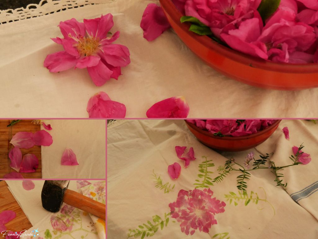 Hammering Wild Shrub Roses onto Cotton Fabric   @FanningSparks