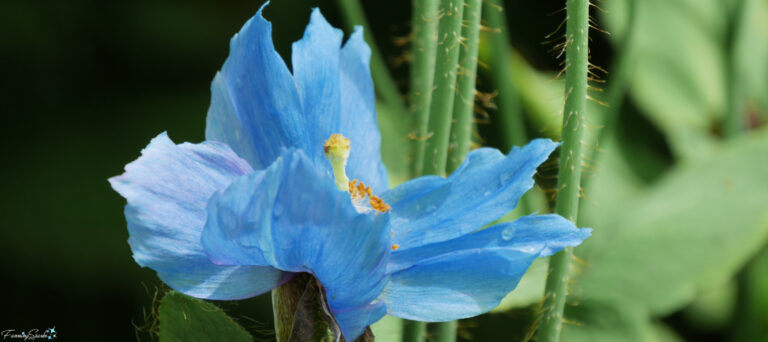 Himalayan Blue Poppy @FanningSparks