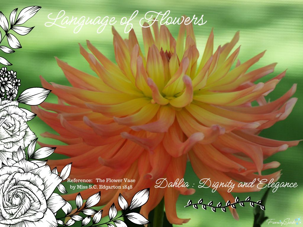 Language of Flowers – Dahlia   @FanningSparks