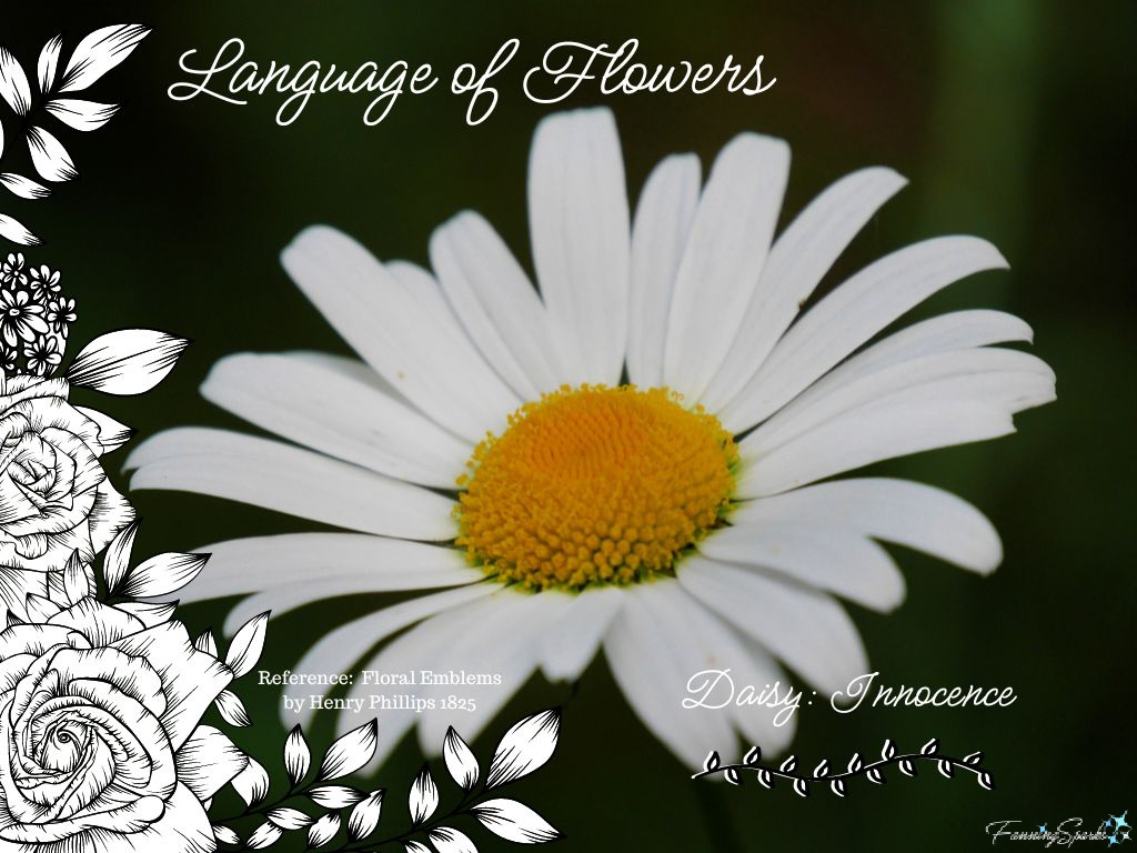 Language of Flowers – Daisy   @FanningSparks