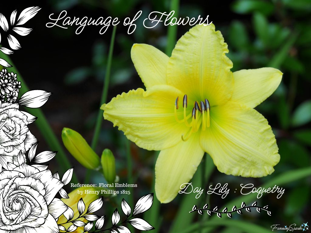 Language of Flowers - Day Lily @FanningSparks