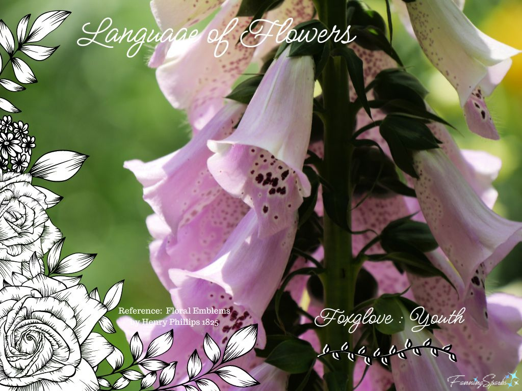 Language of Flowers – Foxglove   @FanningSparks