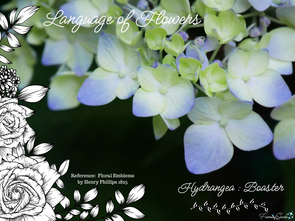 Language of Flowers – Hydrangea   @FanningSparks